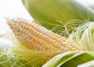 Corn Fiber Market Poised to Witness High Growth Owing to Rising Demand from Food and Beverages Industry 