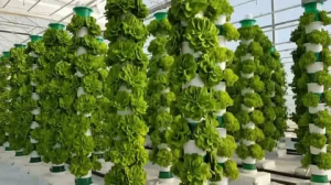 Sustainability & the Vertical Farming Market Boom: A $86.7B Future