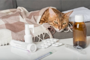 Fast-Track Funding for Your Pet’s Urgent Medical Needs