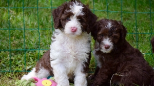 Australian Labradoodle Adoption in Arizona: Find Your Perfect Companion