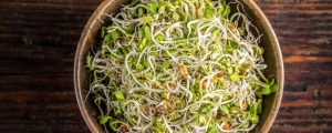 Nutrient-Packed Sprouts Salad Ideas for Every Meal