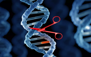 Genome Editing Market will grow at highest pace owing to increased focus on reproductive cloning 