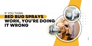 If You Think Bed Bug Sprays Work, You’re Doing It Wrong
