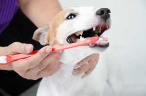 How Pet Teeth Cleaning Prevents Health Issues in Dogs