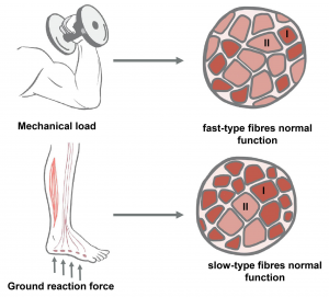 Unlock Your Muscle Potential: Train for Your Genetics