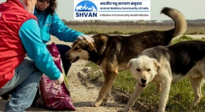 Street Dogs: How to Adopt and Care for a Stray Dog