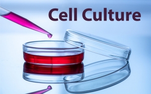 3D Cell Culture: Transforming Drug Discovery & Disease Modeling