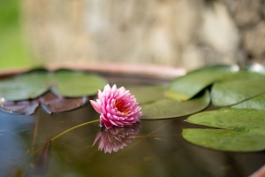 DIVINE GRACE