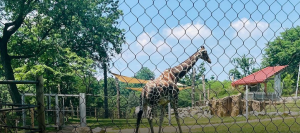 Discover Exciting Exhibits and Activities at The Maryland Zoo in Baltimore