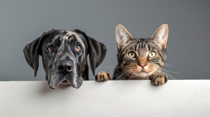 Fostering Cats and Dogs: Key Differences to Know by Pet Care Service Providers like Annellie Reed