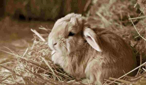 Newborn Rabbit Guide: How to Keep Them Safe & Warm