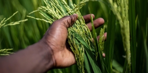 Regenerative Agriculture Market is Poised for Growth with Increasing Organic Farming Practices