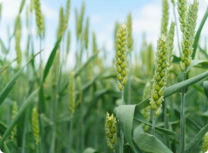 Wheatland Wheat Seed: The Secret to Growing Agriculture in Canada