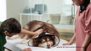 Urgent & Routine Care—Your Quincy Veterinarian is Here to Help!