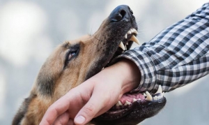 Steps for Mesquite Residents Dealing with Dog Bite Injuries