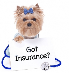 The Business of Pet Care: How Insurance is Becoming a Billion-Dollar Industry