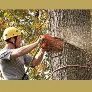 The Unseen Perils of Overgrown Trees: A Hidden Threat to Your Property