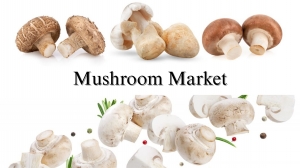 Mushroom Market Growth Insights, Developments, Size, and Share Forecast 2032