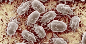 Market Trends and Innovations in the House Dust Mite Allergy Market