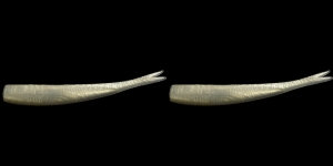 Fishing Salt Marshes for Schoolie Stripers with NLBN Plastics: Techniques