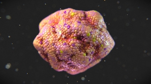 Cancer Research Leads Growth in the Global Organoids Market