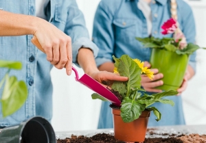 Creating a Vibrant Garden with Evergreen Flowering Plants in India