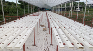 How NFT Channels Can Improve Your Hydroponic Growing System