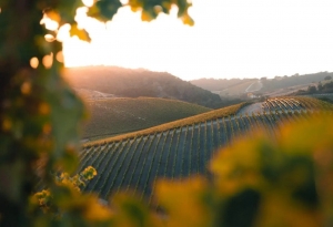 Discover Wine Country Charm at Paso Robles Inn