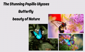 The Stunning Papilio Ulysses Butterfly beauty of Nature