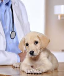 Grace Animal Hospital in Downey Expands Services to Provide Comprehensive Pet Care