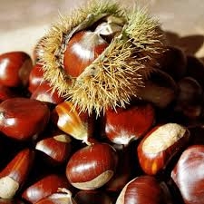 The Chestnut Industry: A Smart Investment for the Next Decade