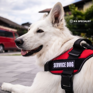 What Is Service Dog Training and Why Is It Important?