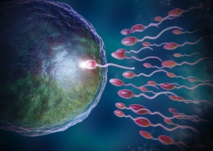 Facts and myths about fertility