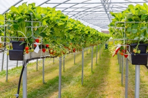 Maximizing Your Hydroponic Yield with Cropking Bato Dutch Bucket Systems