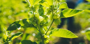 Ashwagandha Farming – A Popular Ayurvedic Plant In India
