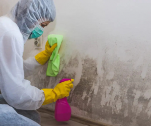 What Should I Expect During a Mold Remediation in Newport Beach?
