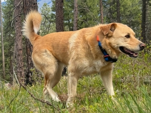 ​Off-Grid Dog Tracking: The Best Dog Locator Devices Without Cellular Networks