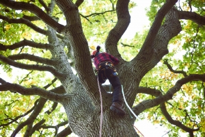 7 Practical Reasons to Hire a Certified Tree Service with an Arborist