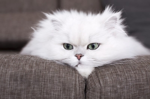 persian cat price delhi