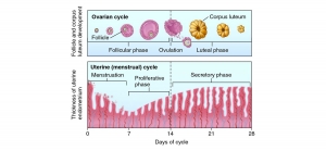 Fellowship in Embryology in India: Oocyte & Embryo Grading