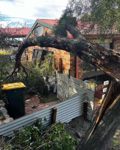 Professional Tree Removal, Lawn Mowing, and Garden Hedging Services