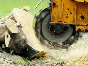 Stump Grinding in Annandale VA: Why It Matters More Than You Think