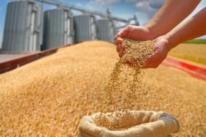 What are the key steps in seed cleaning?​