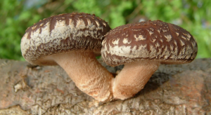 Shiitake Mushroom Market | Trends, Growth, and Future Outlook 2031