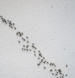 Top Signs You Have an Ant Infestation—and What to Do About It