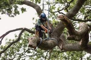 How to Choose a Tree Surgeon?