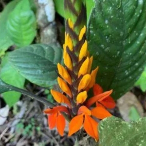 Feather Crown | Guided Sacred Plant Medicine Retreats for Deep Inner Healing