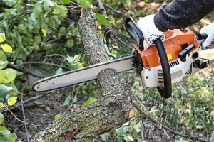 7 Clear Reasons Tree Removal Shouldn’t Be a DIY Project