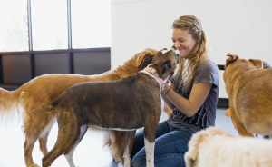 Why More Pet Owners Are Choosing Pet Boarding in Dubai Over Pet Sitters