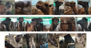 Mobile App Development Company in Qatar: AI-Powered Camel Milk Quality Detection Apps